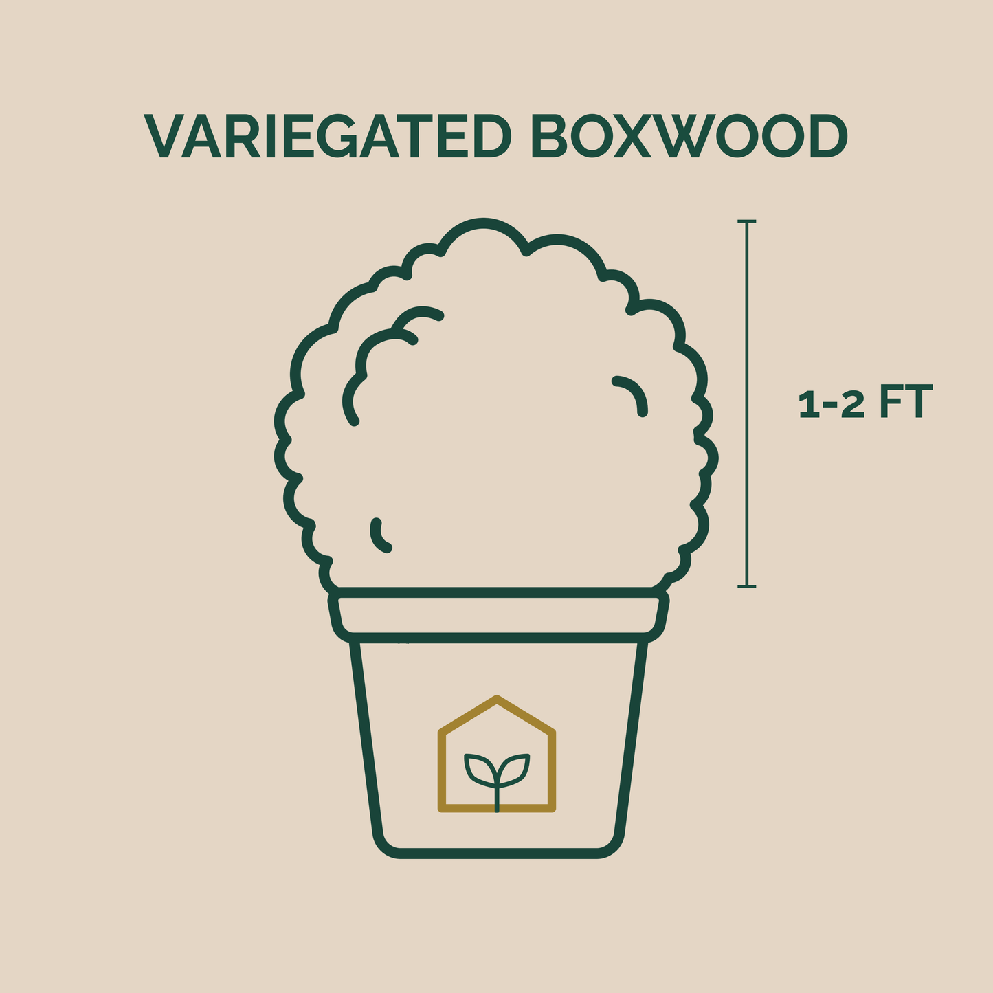 Illustration of a variegated boxwood plant in a pot with dimensions on a beige background