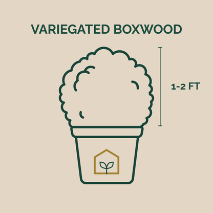 Illustration of a variegated boxwood plant in a pot with dimensions on a beige background