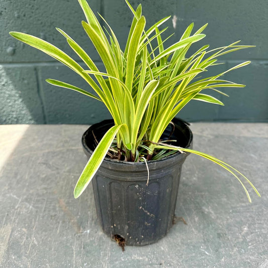 Potted plant with yellow-green leaves on a gray surface against a green brick wall.