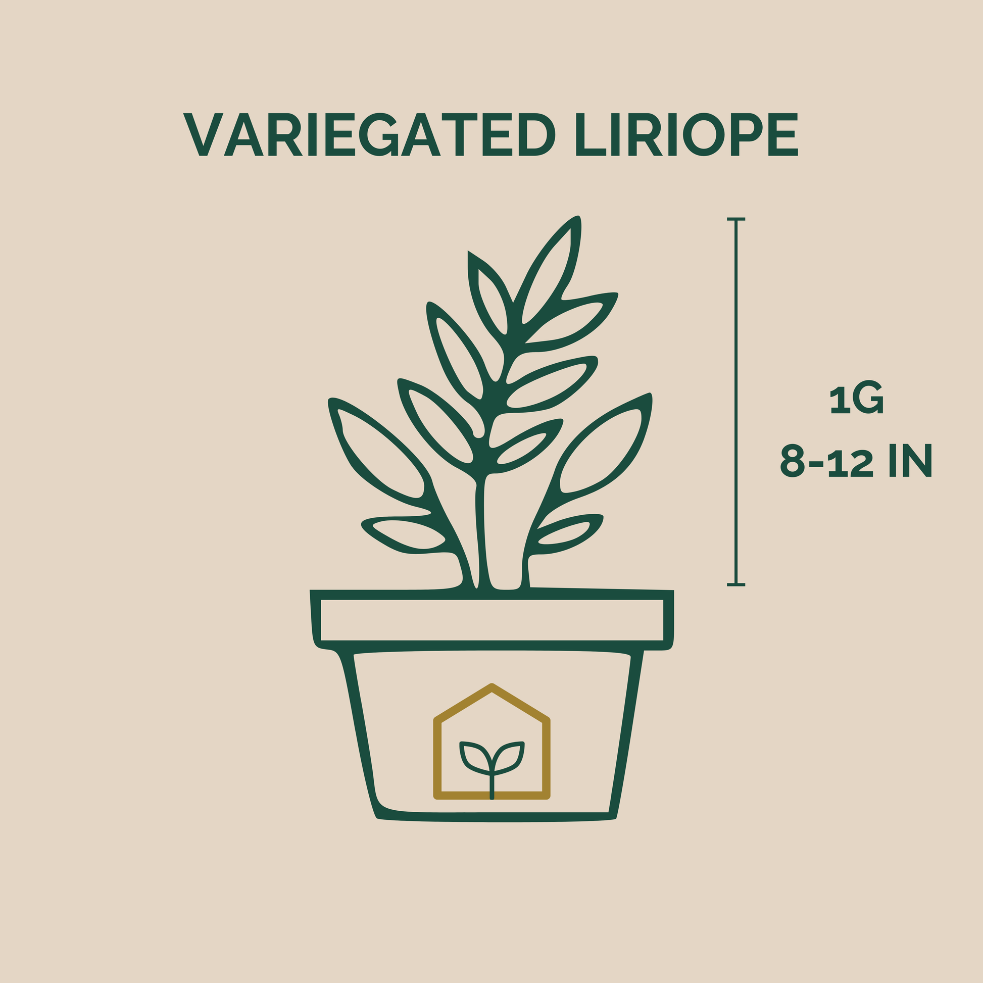 Variegated Liriope illustration showing measurements of the plant at the nursery