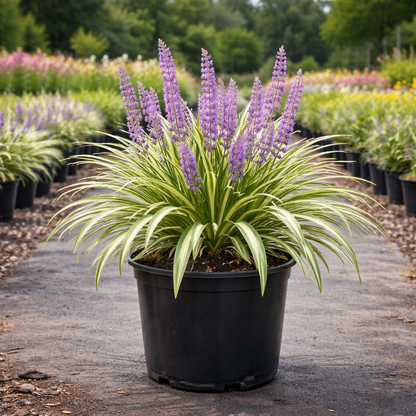 Variegated Liriope with plant nursery behind