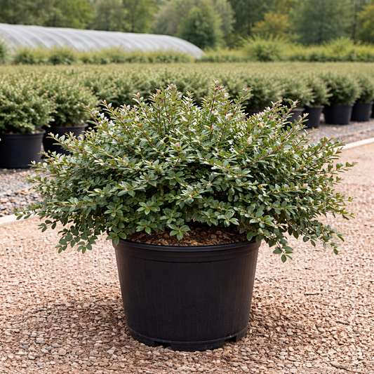 Potted shrub in a nursery setting with other plants in the background