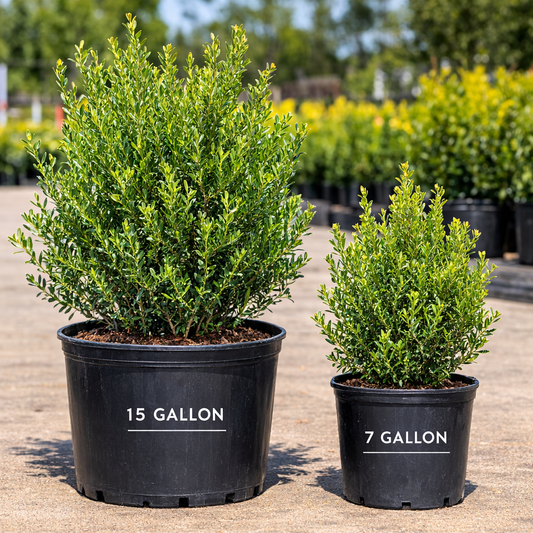 Two potted plants in black containers labeled '15 Gallon' and '7 Gallon' on a concrete surface.