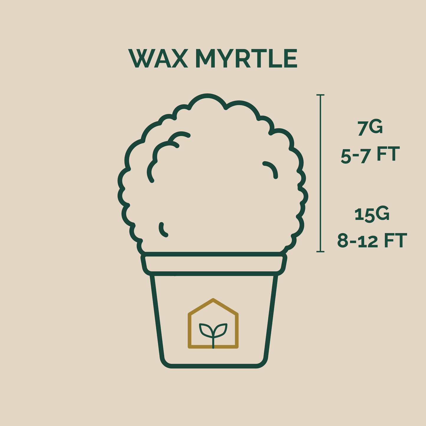 Illustration of a potted plant with height and weight measurements on a beige background