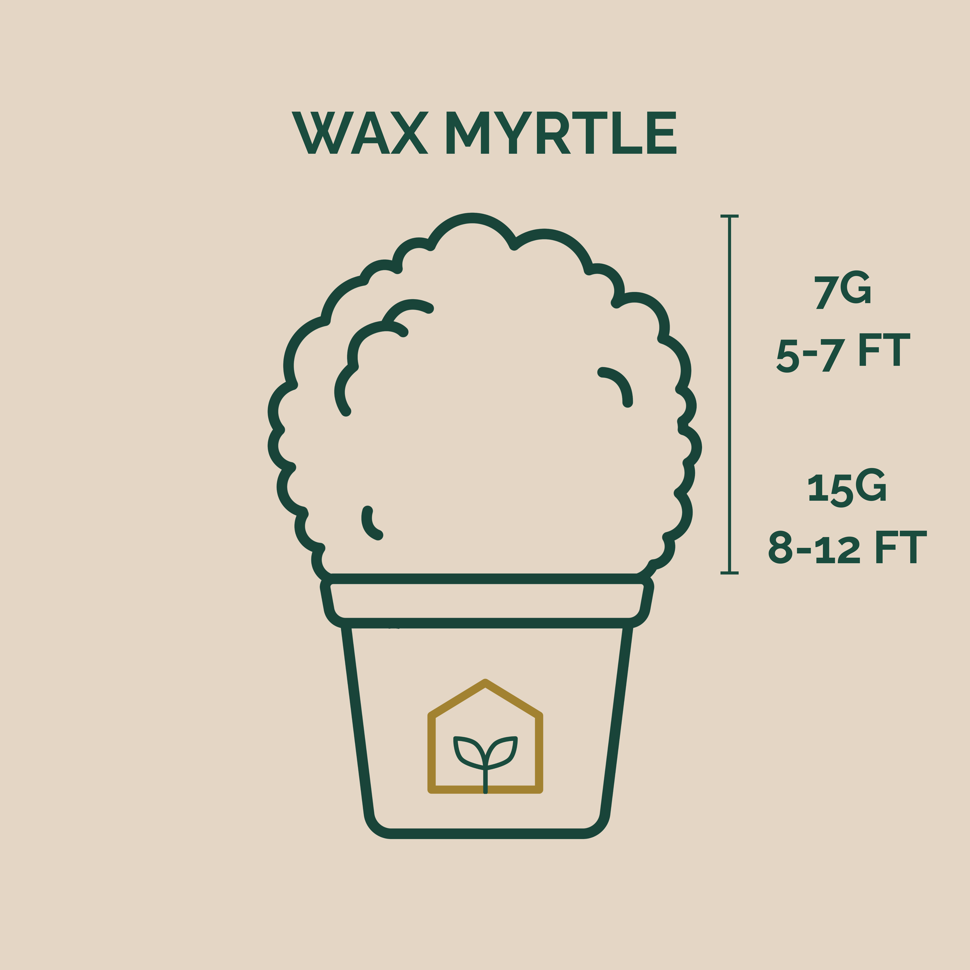 Illustration of a potted plant with height and weight measurements on a beige background