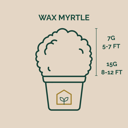 Illustration of a potted plant with height and weight measurements on a beige background