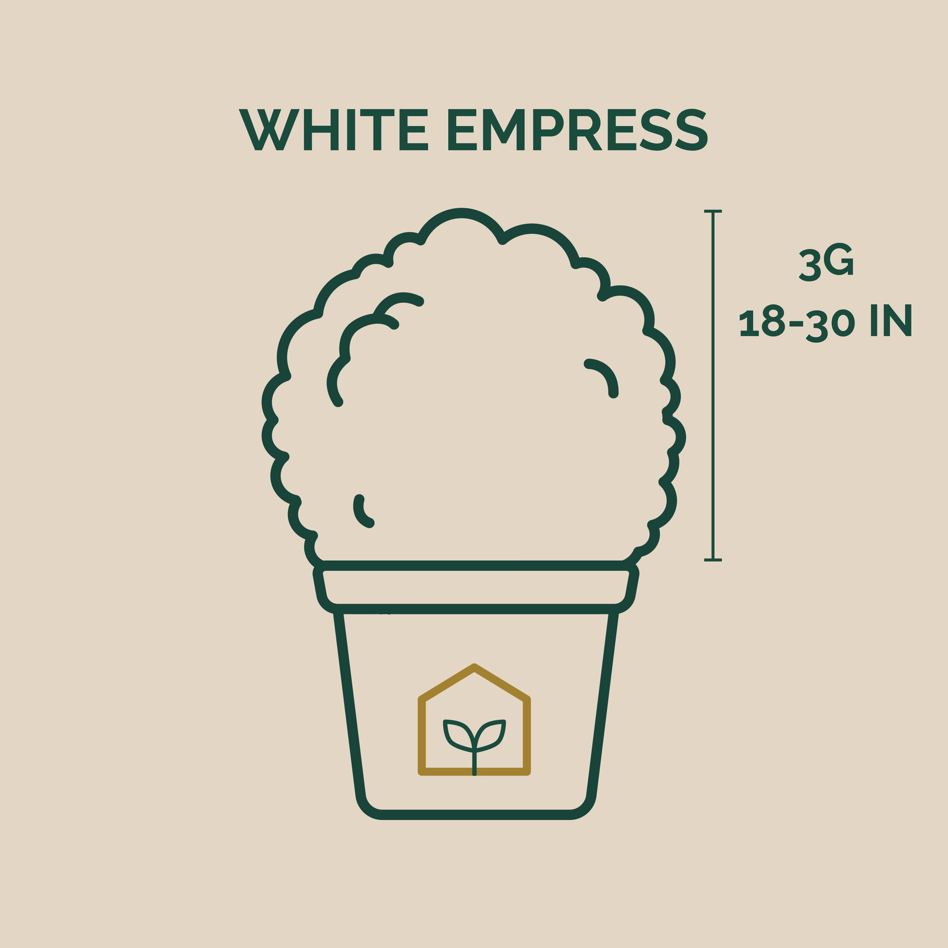 Illustration of a plant pot with dimensions and brand name on a beige background