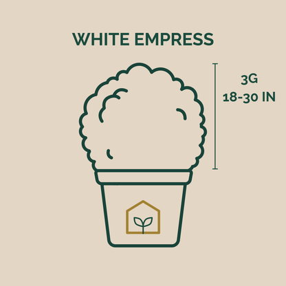 Illustration of a plant pot with dimensions and brand name on a beige background