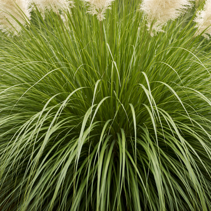Close-up of green grass with some white flowers in the background