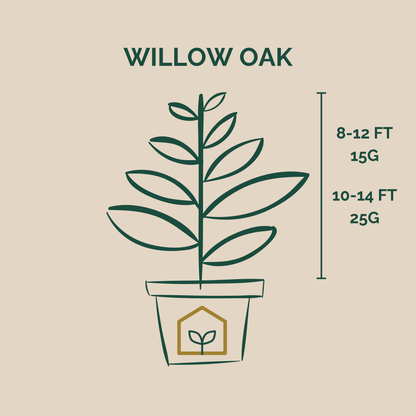 Illustration of a potted plant with dimensions and weight information on a beige background