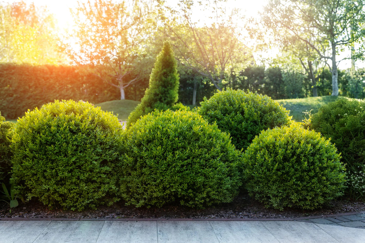 Wintergreen Boxwood