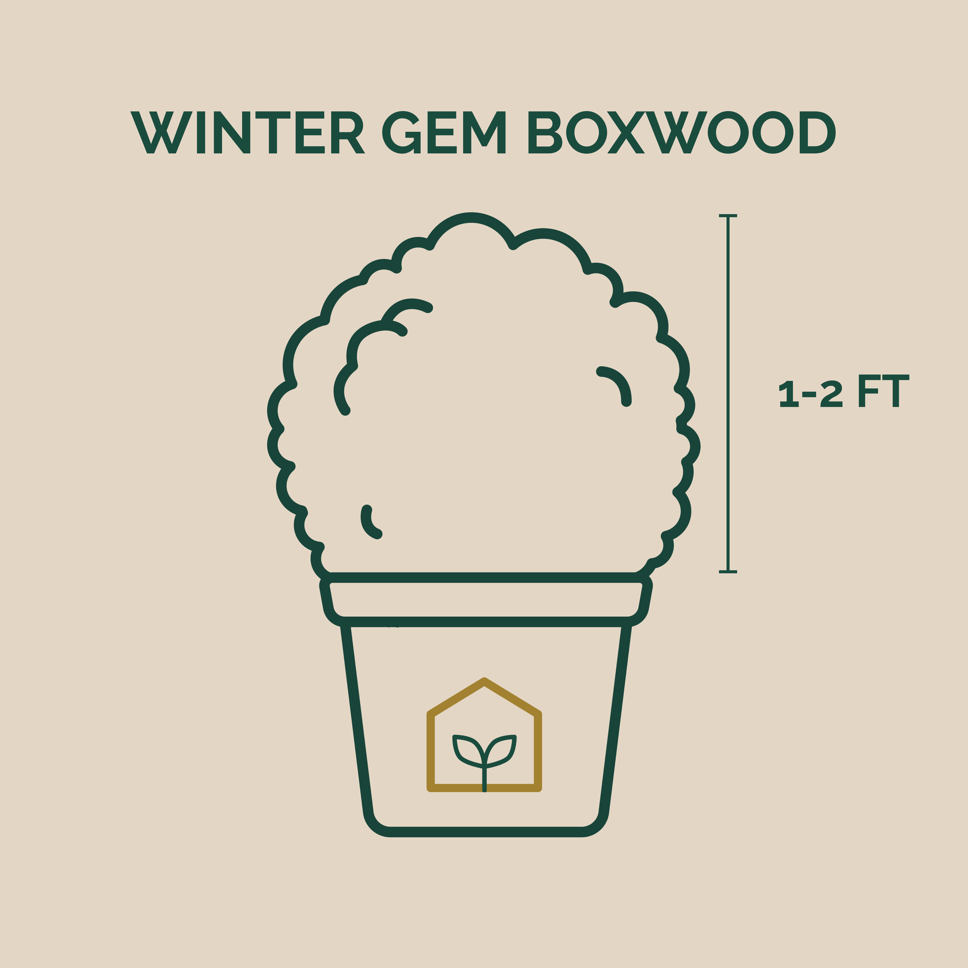 Illustration of a Winter Gem Boxwood plant with dimensions on a beige background