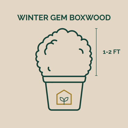 Illustration of a Winter Gem Boxwood plant with dimensions on a beige background