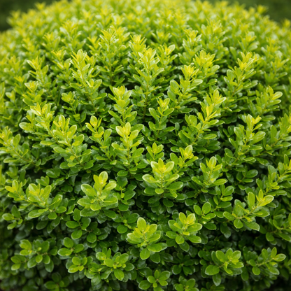 Close-up of a green bush with dense foliage