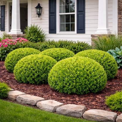 dwarf plants for front of house Wintergreen Boxwood – Trees and Plants