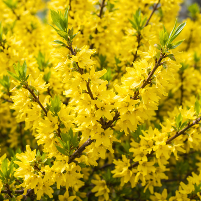 Close-up of a bush with bright yellow flowers