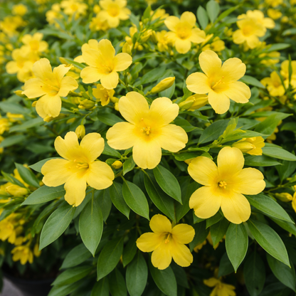 Close-up of yellow flowers with green leaves