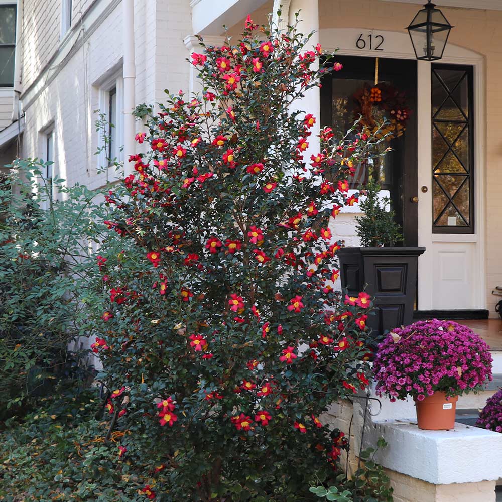 Yuletide Camellia - 3 Gallon