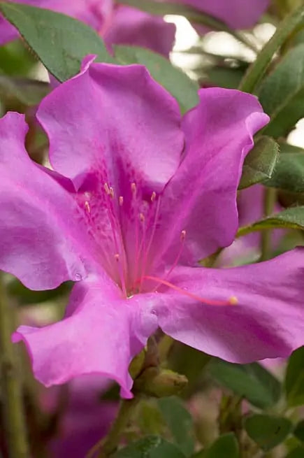 Autumn Royalty Azalea Shrub - 3 Gallon image 3