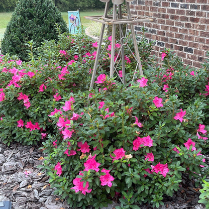 Autumn Sangria® Encore® Azalea - 3 Gallon