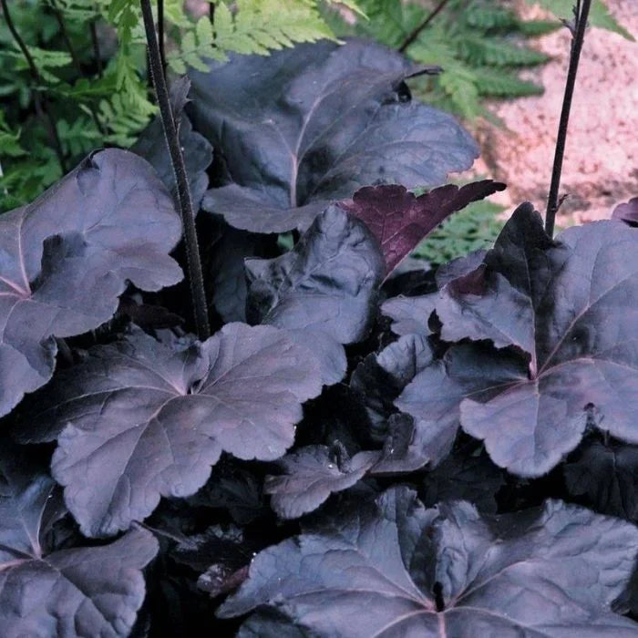 Coral Bells Obsidian Heuchera - 3 Gallon image 3