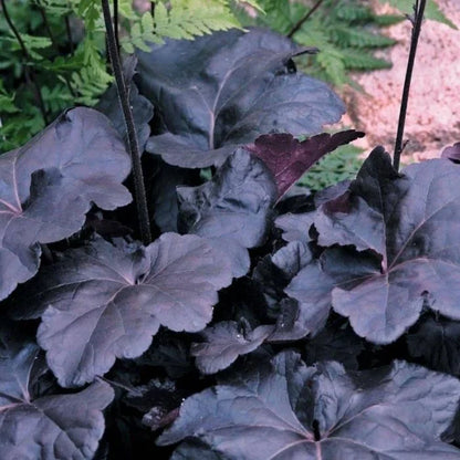 Coral Bells Obsidian Heuchera - 3 Gallon image 3