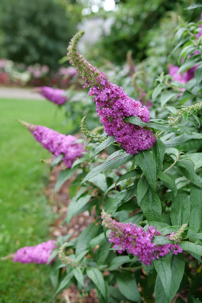 Pugster Pinker® Butterfly Bush - 3 Gallon image 2