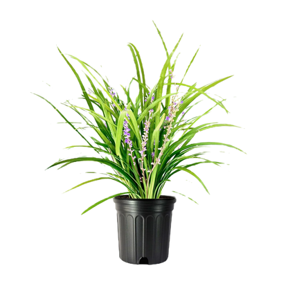 Big Blue Liriope Perennial image 1