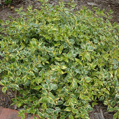 Confetti Abelia Shrub - 3 Gallon image 3