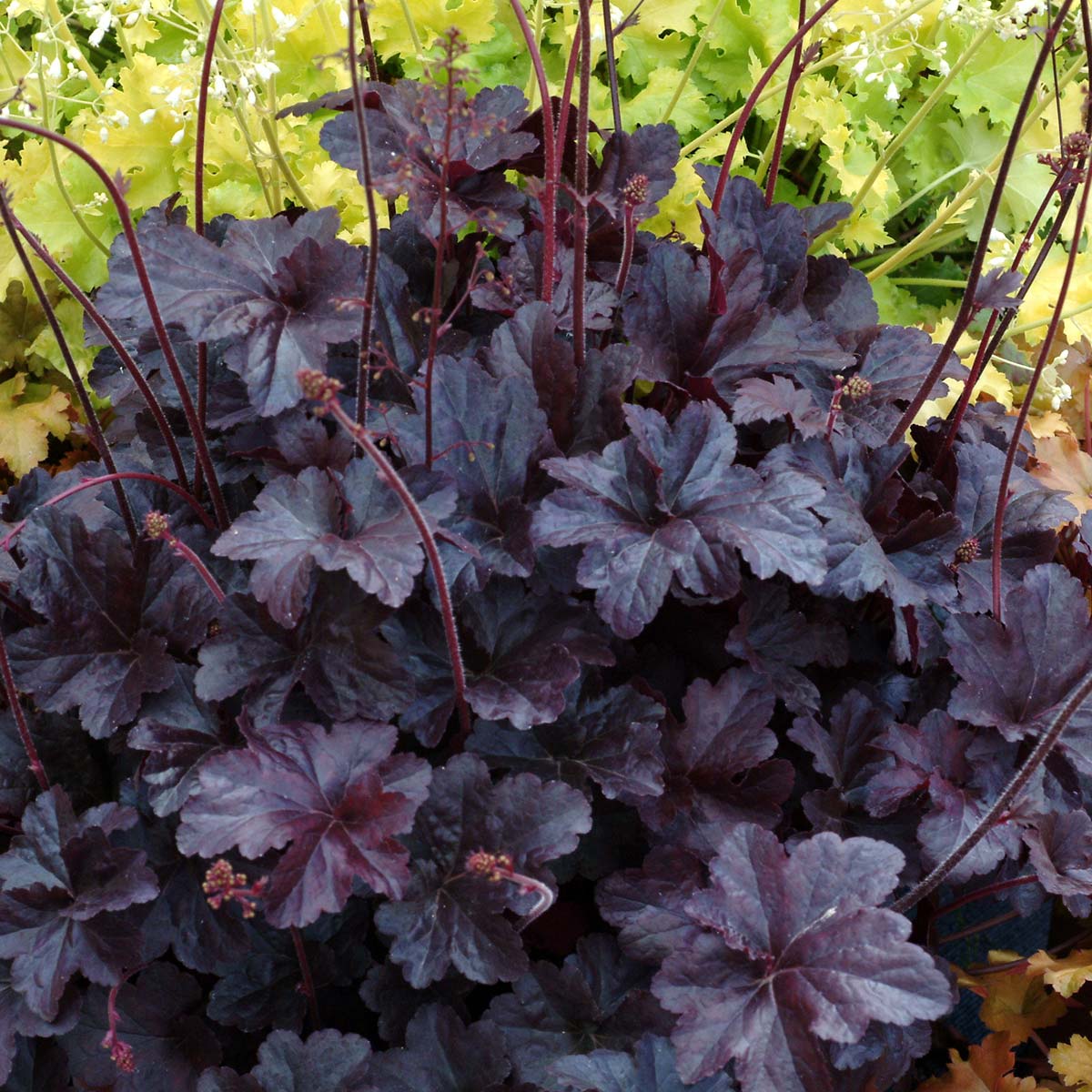 Coral Bells Obsidian Heuchera - 3 Gallon image 2