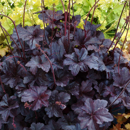 Coral Bells Obsidian Heuchera - 3 Gallon image 2