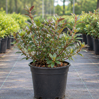 Autumn Amethyst® Azalea