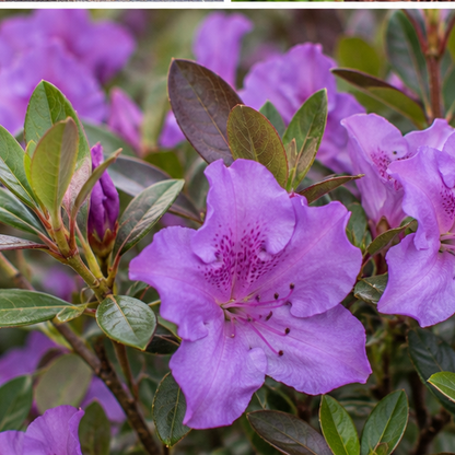 Autumn Amethyst® Azalea