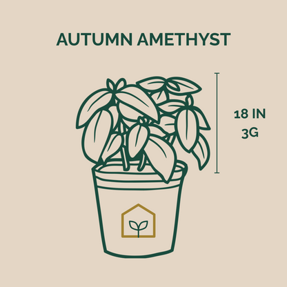 Autumn Amethyst® Azalea