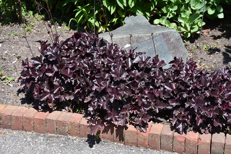Coral Bells Obsidian Heuchera - 3 Gallon image 0