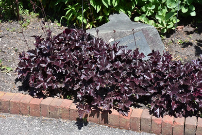 Coral Bells Obsidian Heuchera - 3 Gallon image 0