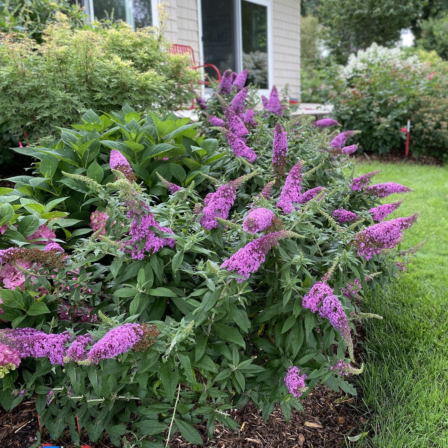 Pugster Pinker® Butterfly Bush - 3 Gallon image 3
