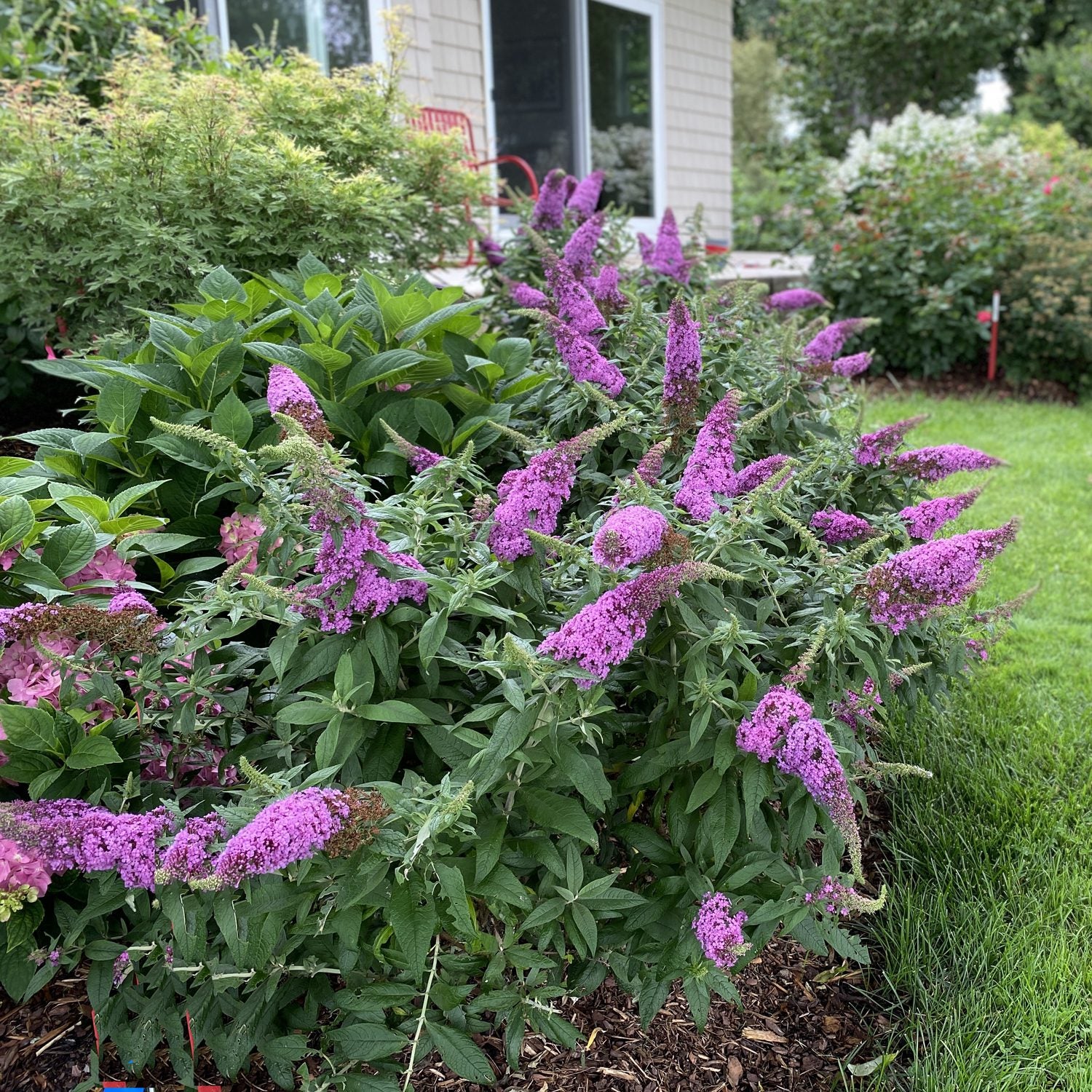 Pugster Pinker® Butterfly Bush - 3 Gallon image 3