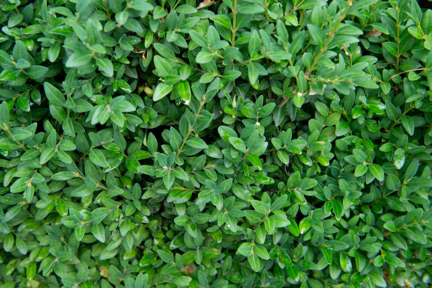 Wintergreen Boxwood Shrub image 2