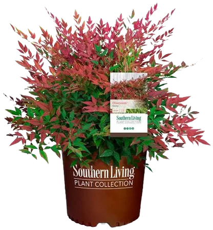 Obsession Nandina Shrub image 2