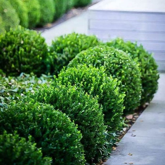 Baby Gem Boxwood