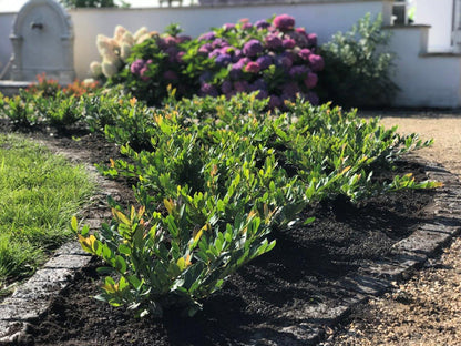 Coppertone Distylium Shrub - 3 Gallon image 0