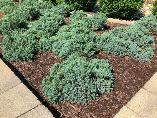 Blue Star Juniper - 3 Gallon