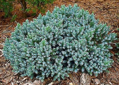 Blue Star Juniper - 3 Gallon