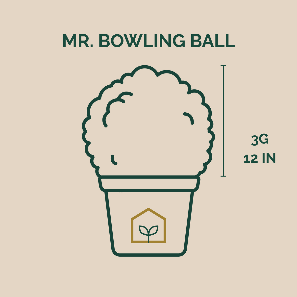 Mr. Bowling Ball® Arborvitae