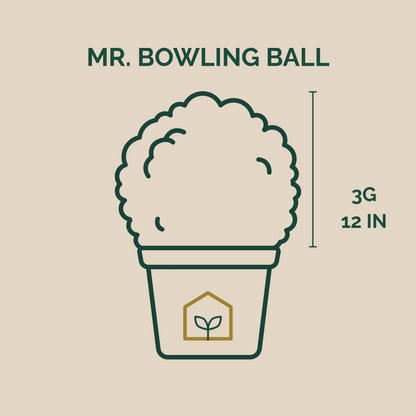 Mr. Bowling Ball® Arborvitae