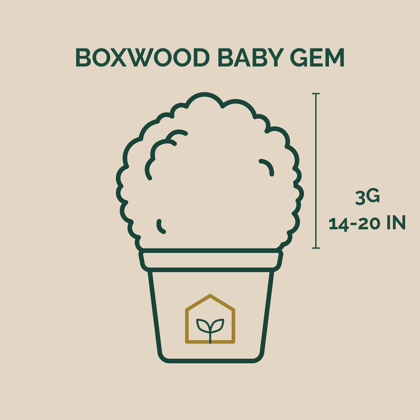 Boxwood BABY GEM™