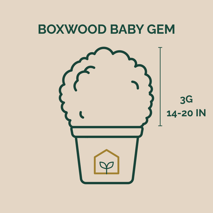 Boxwood BABY GEM™