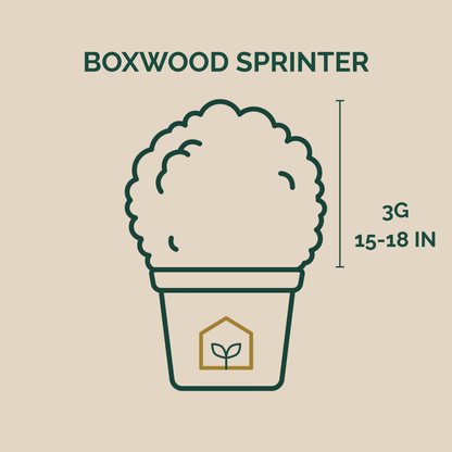 Boxwood SPRINTER®