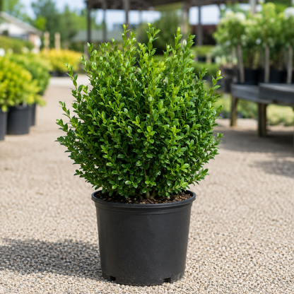 Boxwood SPRINTER®